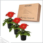 Live Flowering Gerbera Daisies - Red (3 Plants Per Pack) - Beautiful Spring Flowers - 12" Tall by 5" Wide in 1 Qt Pot