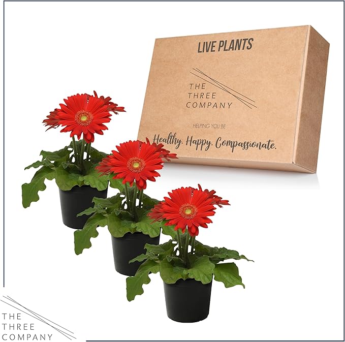Live Flowering Gerbera Daisies - Red (3 Plants Per Pack) - Beautiful Spring Flowers - 12" Tall by 5" Wide in 1 Qt Pot