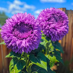 150+ Rare Sunflower Seeds for Planting Giant Teddy Bear Sunflowers Non-GMO Heirloom Seeds for Home Garden Outdoors - Attracts Pollinators