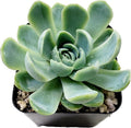 Fat Plants San Diego Live Echeveria Hybrid Succulent Plant (2.5 Inch, Elegans)