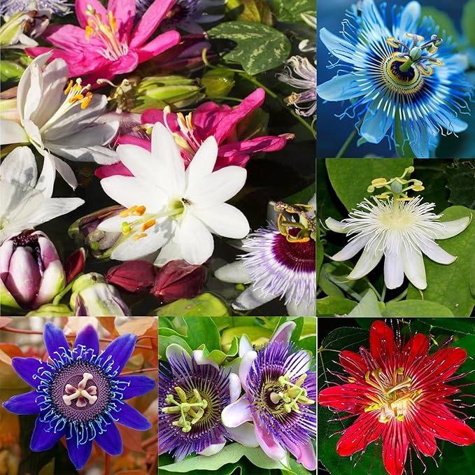 50+ Mixed Passion Flower Seeds-Vine Perennial Passionflower Seeds for Planting -Edible Fruit Passiflora Incarnata Seed Non-GMO Heirloom for Home Outdoor Garden