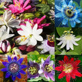 50+ Mixed Passion Flower Seeds-Vine Perennial Passionflower Seeds for Planting -Edible Fruit Passiflora Incarnata Seed Non-GMO Heirloom for Home Outdoor Garden