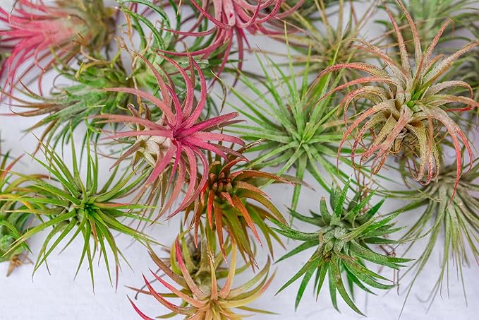 Air Plants - Tillandsia Ionantha - Organically Enhanced Color - Live Arrival Guaranteed - House Plants for Home Decor & Gift (2 Tone 4pk) (2 Tone 4pk Sunrise)