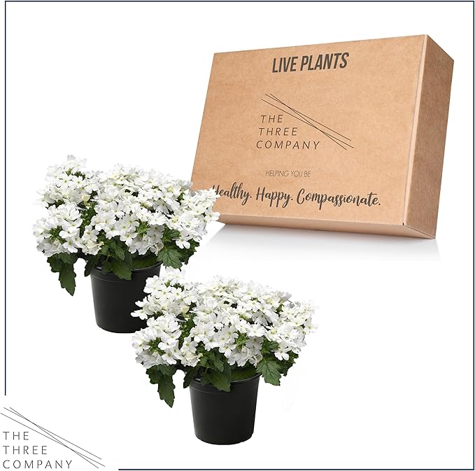 Live Flowering Verbena - White (2 Plants Per Pack) - Healthy Flowering Plant - Beautiful Spring Color - 10" Tall by 5" Wide in 1Qt Pot