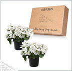 Live Flowering Verbena - White (2 Plants Per Pack) - Healthy Flowering Plant - Beautiful Spring Color - 10" Tall by 5" Wide in 1Qt Pot
