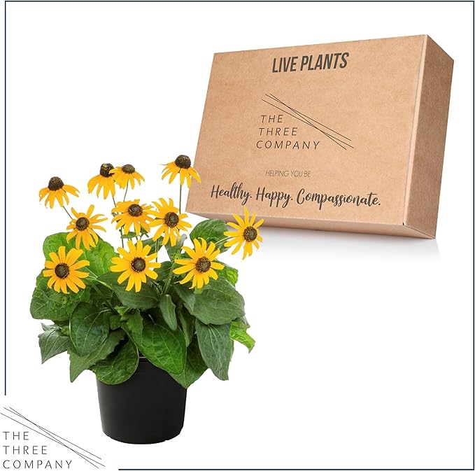 Live Rudbeckia - Goldstrum, Black Eyed Susan, Beautiful Summer Blooms, Pollinator Friendly, 12” Tall by 6” Wide in 2.5 Qt Pot