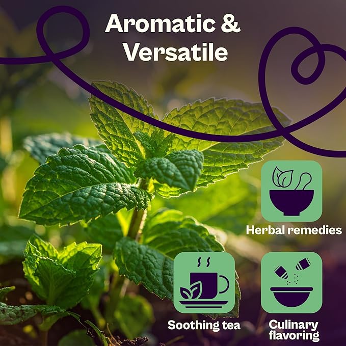 SVI 2500 Peppermint Seeds (Mentha piperita) - Aromatic Perennial Herb, Peppermint for Tea, Culinary Use - Non GMO & Herb Seeds for Outdoor & Indoor Garden, Containers