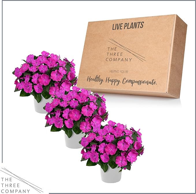 Live Flowering New Guinea Impatiens - Shades of Purple (3 Plants Per Pack) - Beautiful Shade Flowers - 12" Tall by 5" Wide in 1 Qt Pot