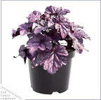 Live Heuchera (Coral Bells) - Shades of Purple - Beautiful Shade Perennial - Healthy Spring Plant - 12" Tall by 6" Wide in 2.5 Qt Pot