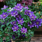 Clematis Flower Seeds, 50 Mixed Clematis Seed, Bloom Climbing, Perennial Flower Plants, Non-GMO Heirloom Flower Seeds for Garden Home