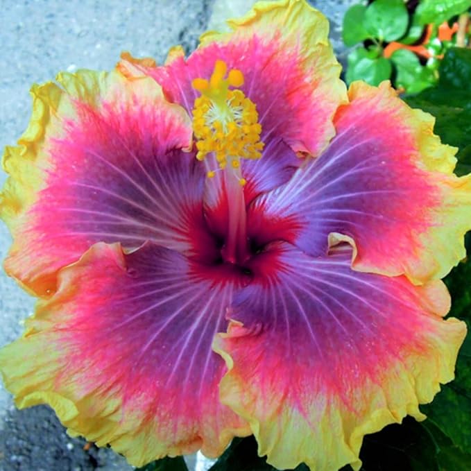 200+ Mixed Hibiscus Flower Seeds for Planting - Fresh Perennial Exotic Plant Bonsai Seeds for Multi-Colored Hibiscus