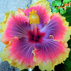 50+ Rare Hibiscus Seeds for Planting - Black Pink Purple Hibiscus Seeds Non-GMO Perennial Hardy Giant Flowers
