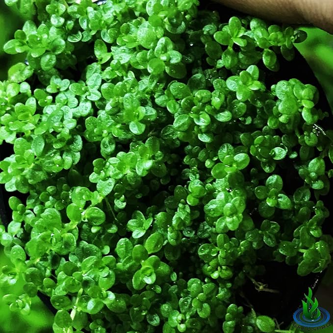 Greenpro Dwarf Baby Tears Hemianthus Callitrichoides Cuba Potted Java Moss Live Aquatic Plants for Aquarium Freshwater Fish Tank