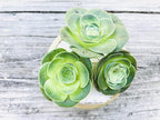 Two Greenovia Mix - Mountain Rose - Live Exotic Succulent Plant - Pack of 2 (Medium)