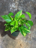 PLANTVERS Golden Pothos in a 4" Nursery Pot – Epipremnum Aureum – Live Vining Plant – Low Maintenance Indoor Plant – Air Purifying Houseplant – Easy Indoor Climbing Vine