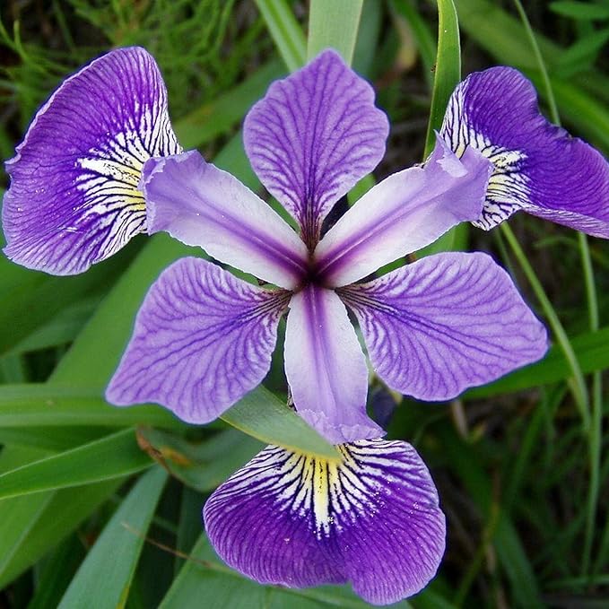 Chalily Iris 'Versicolor', a Great Live Pond Plant for Your Water Garden. Filters The koi and Goldfish Pond. Good for Bogs, Plant Shelf or Shallow Water This marginal Aquatic is a Real Beauty