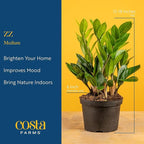 Costa Farms ZZ Live Plant in Plastic Pot, Easy to Maintain, Air Purifying Indoor Houseplant, Perfect for Home, Room, or Office Decor, Great House Warming or Birthday Gift, 12-20 Inches Tall