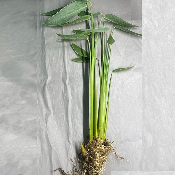 Chalily Hardy Canna, Shallow Water Plant, a Great Live Pond Plant for Your Water Garden. Filters The koi and Goldfish Pond. Good for Bogs, Plant Shelf or Shallow Water. A Real Beauty