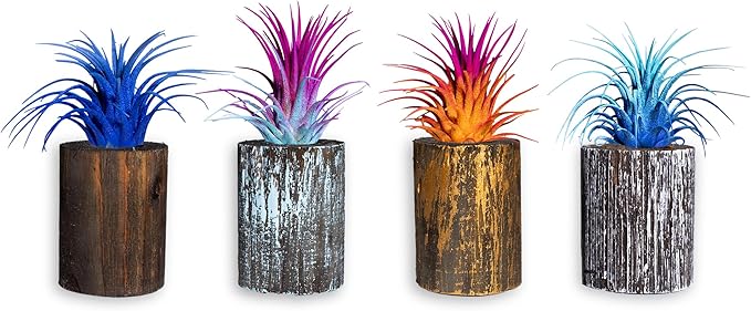 Air Plants - Tillandsia Ionantha - Organically Enhanced Color - Live Arrival Guaranteed - House Plants for Home Decor & Gift (2 Tone 4pk) (4pk Mix 2-Tone Mix Barrels)