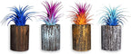 Air Plants - Tillandsia Ionantha - Organically Enhanced Color - Live Arrival Guaranteed - House Plants for Home Decor & Gift (2 Tone 4pk) (4pk Mix 2-Tone Mix Barrels)