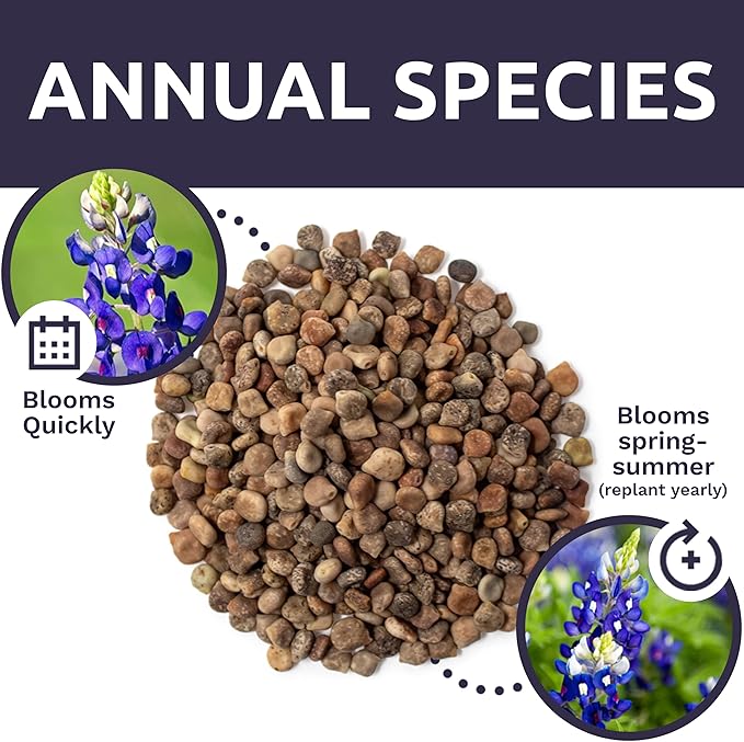 Bulk Texas Bluebonnet Wildflower Seeds - 1 Pound Bag - Over 16,000 Native Seeds - Texas State Flower!