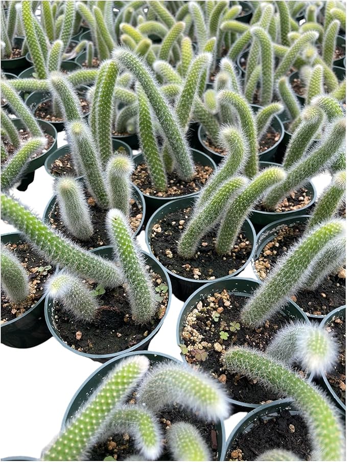 Rare Monkey Tail Cactus (Hildewintera colademononis) 4Inch Pot Around 3-4 Tails Around 3-8 in Inches for Each Tail Rooted and Healthy