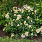 RedCrocus 'Popcorn Drift' Landscape Rose- Fragrant, Disease-Resistant Pink Blooms for Garden & Container, Pollinator-Attracting, Pet Safe Plant 3 Gallon