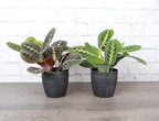 Thorsen's Greenhouse Prayer Plants Set of 2, Maranta leuconeura, Pet Safe, Low Light, Live Indoor Plants, 4" Diameter Plants, Classic Pots (Brushed Silver)