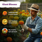 KVITER 500 Cracker Jack Marigold Seeds (Tagetes Erecta) - African Marigold, Giant Bloom, Non GMO Heirloom Seed - Annual Flower Seeds in Seed Packets, Ideal for Outdoor Garden, Patios and Borders