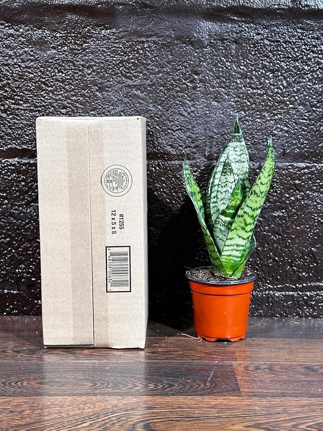 PLANTVERS Sansevieria Zeylanica Snake Plant in a 3 Inch Nursery Pot - Live Green Snake Plant - Mother-in-Law Tongue - Low Light Houseplant - Air Purifier Indoor Plant - Office Plant