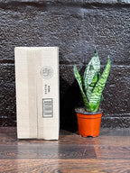 PLANTVERS Sansevieria Zeylanica Snake Plant in a 3 Inch Nursery Pot - Live Green Snake Plant - Mother-in-Law Tongue - Low Light Houseplant - Air Purifier Indoor Plant - Office Plant