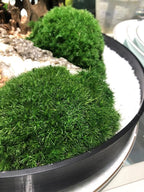 Preserved Pole Moss Pillow Bun Cushion Natural Green Decorative Real Natural DIY Kit Gardenning Art Wall Decor Florist Easter Table Decor Wedding(1.5 sq.ft, Green-C)