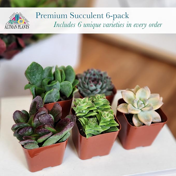 Altman Plants Deluxe Live Succulents (6 Pack), No Duplicates, Assorted Varieties, & Shapes, Easy Plant Care, 2 in Pots