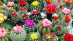 Seeds Succulent Cactus Cacti Variety Mix - 25 Seeds