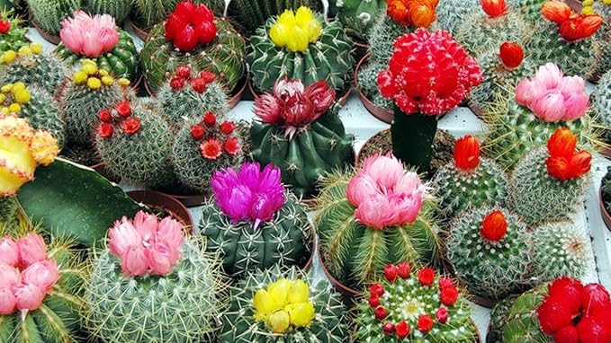 Seeds Succulent Cactus Cacti Variety Mix - 25 Seeds