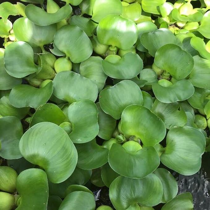 Chalily Water Hyacinth Floating Pond Plants Live Aquatic Plant Great for Koi Ponds Flowering and Fast Growing Hyacinths Cannot Ship to Some States (48)