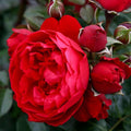 Heirloom Climbing Roses, Live Own Root Plant for Outdoor Garden, Arborose® Florentina, Moderately Fragrant, Hardiness Zones 5-10, Continual Blooming