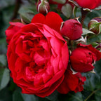 Heirloom Climbing Roses, Live Own Root Plant for Outdoor Garden, Arborose® Florentina, Moderately Fragrant, Hardiness Zones 5-10, Continual Blooming