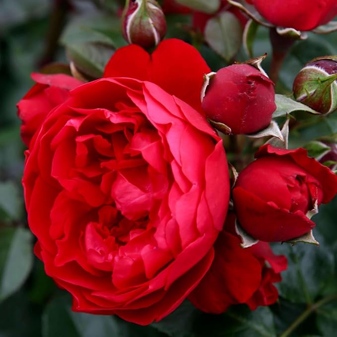 Heirloom Climbing Roses, Live Own Root Plant for Outdoor Garden, Arborose® Florentina, Moderately Fragrant, Hardiness Zones 5-10, Continual Blooming