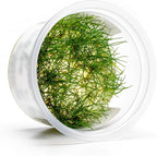 SubstrateSource Live Aquarium Plant - Eleocharis parvula - Snail Free in-Vitro Easy Care Freshwater Aquatic Plants for Aquascaping, Med - High Light, Fast Growth - Tissue Culture