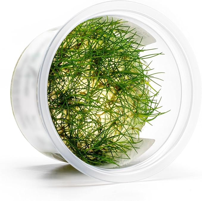 SubstrateSource Live Aquarium Plant - Eleocharis parvula - Snail Free in-Vitro Easy Care Freshwater Aquatic Plants for Aquascaping, Med - High Light, Fast Growth - Tissue Culture