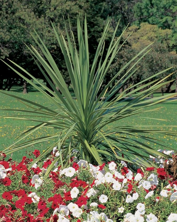 RedCrocus Dracaena 'Spikes' - Evergreen Indoor & Outdoor Plant, Pet Safe, Easy Care, Modern Foliage, Decorative for Borders & Containers 1 Quart (Pack of 10)