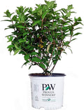 Proven Winners - Hydrangea pan. Fire Light (Panicle Hydrangea) Shrub, white & red flowers, #3 - Size Container