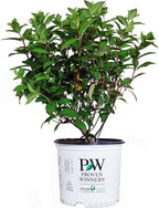 Proven Winners - Hydrangea pan. Fire Light (Panicle Hydrangea) Shrub, white & red flowers, #3 - Size Container