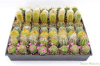 Cactus Plants Live – Small Assorted 2-Inch Cactus Plants – Fully Rooted Potted Cactus Plants – Live Cactus Plant Set (40)