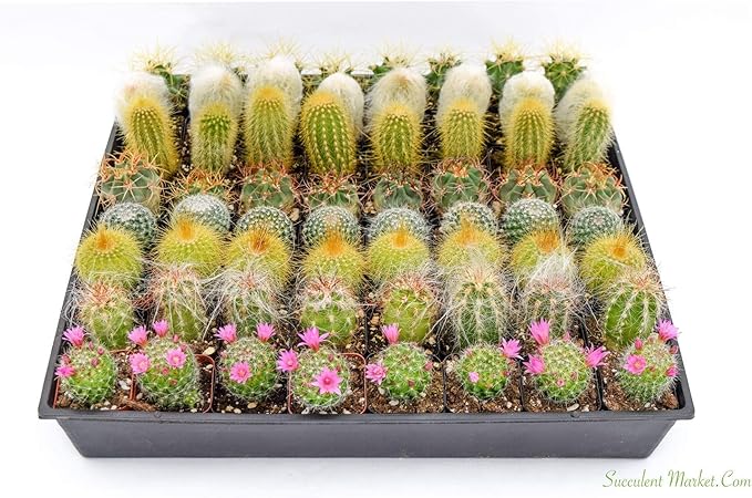 Cactus Plants Live – Small Assorted 2-Inch Cactus Plants – Fully Rooted Potted Cactus Plants – Live Cactus Plant Set (40)