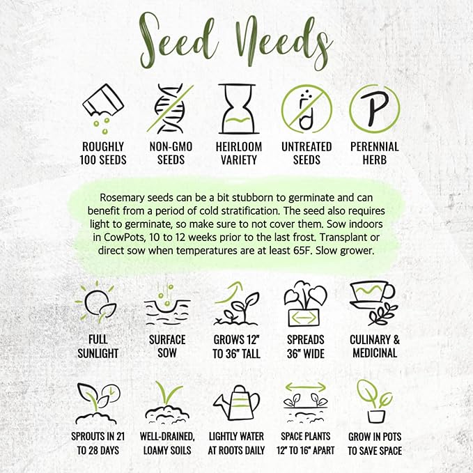 Seed Needs Rosemary Seeds for Planting - Non-GMO Heirloom & Untreated Perennial Herbs to Plant a Medicinal & Culinary Kitchen Garden Indoors or Outdoors (1 Pack)