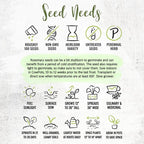 Seed Needs Rosemary Seeds for Planting - Non-GMO Heirloom & Untreated Perennial Herbs to Plant a Medicinal & Culinary Kitchen Garden Indoors or Outdoors (1 Pack)