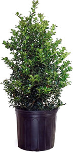 Ilex X rutzan 'Red Beauty' (Holly) Evergreen, #3 - Size Container
