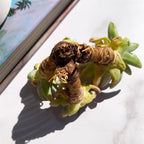 Dudleya Gnoma S.W.McCabe Rare Live Succulent Plants, 5-7 Heads 3.5" Bare Root Without Pot & Soil, Garden Indoor Office Desk Baby Shower Decoration, Friend Plant Lovers Gifts